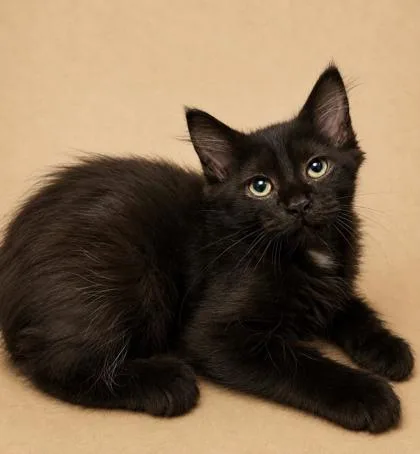 A baby small-sized female Domestic Medium Hair cat named Ranger for adoption in Cumming, GA