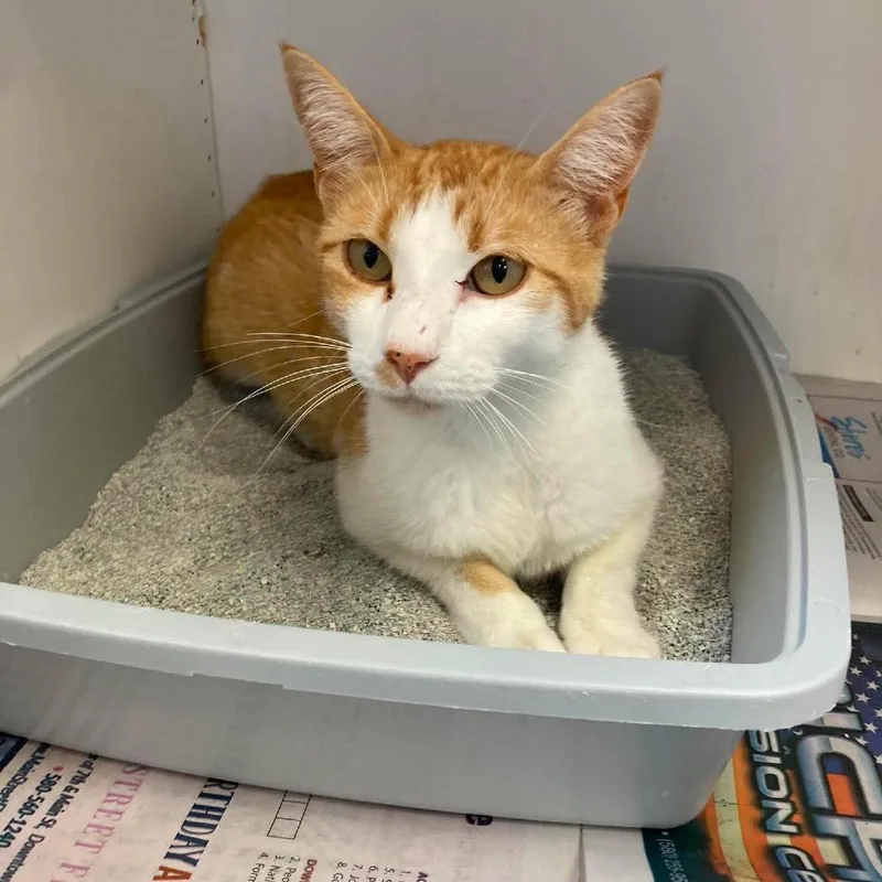 A young medium-sized male Orange / Red Domestic Short Hair cat named Bugsy for adoption in Duncan, OK