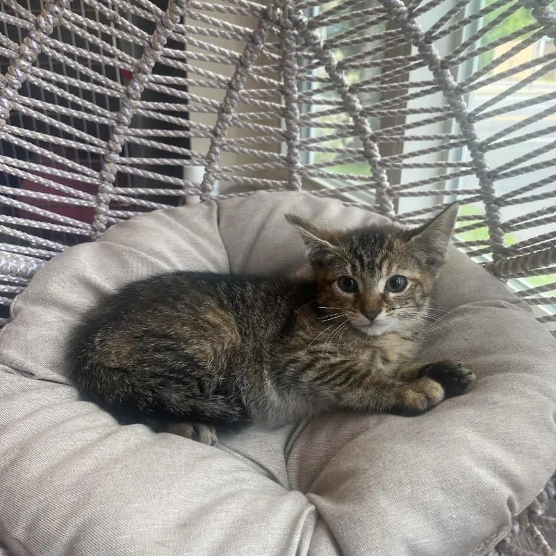 A baby small-sized female Calico Domestic Short Hair cat named Annabeth for adoption in Pasadena , MD