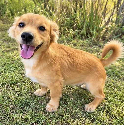 A baby small-sized male Golden Cocker Spaniel dog named Mickey for adoption in Foley, AL