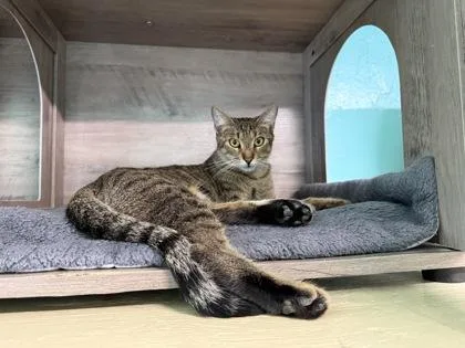 An adult medium-sized female Tabby (Buff / Tan / Fawn) Domestic Short Hair cat named Peach for adoption in Key West, FL