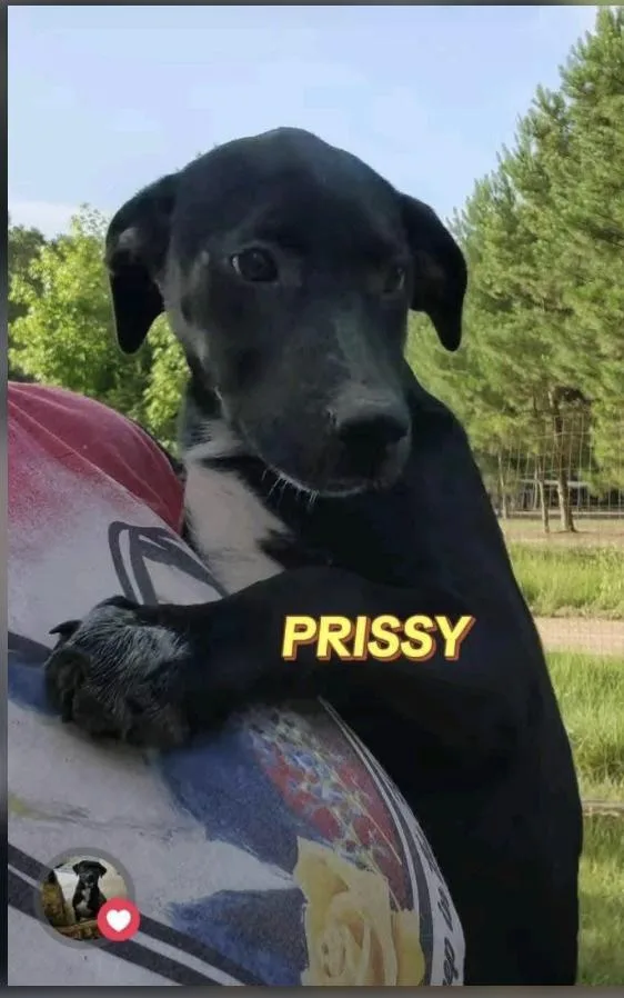 Prissy Grace thumbnail 2