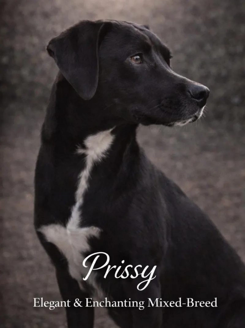 Prissy Grace thumbnail 3