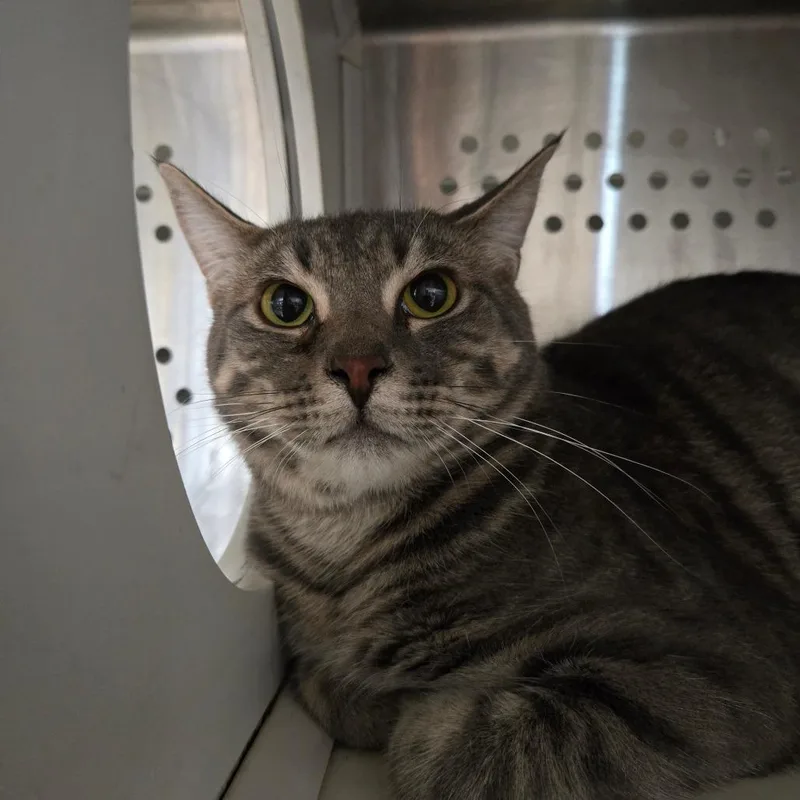 An adult medium-sized male Brown / Chocolate Domestic Short Hair cat named Mister Timmy for adoption in Dearborn, MI