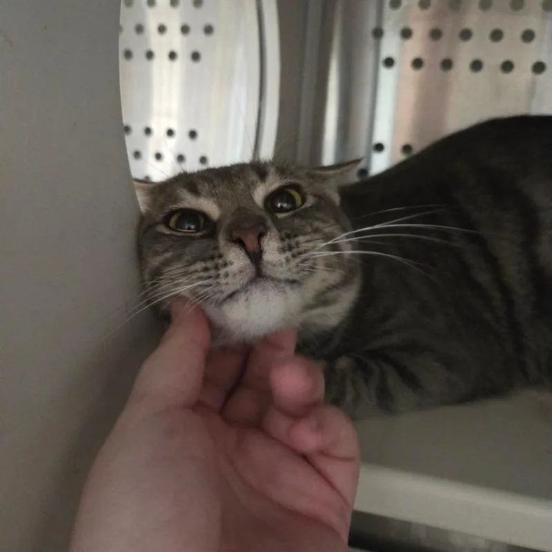 Mister Timmy thumbnail 2