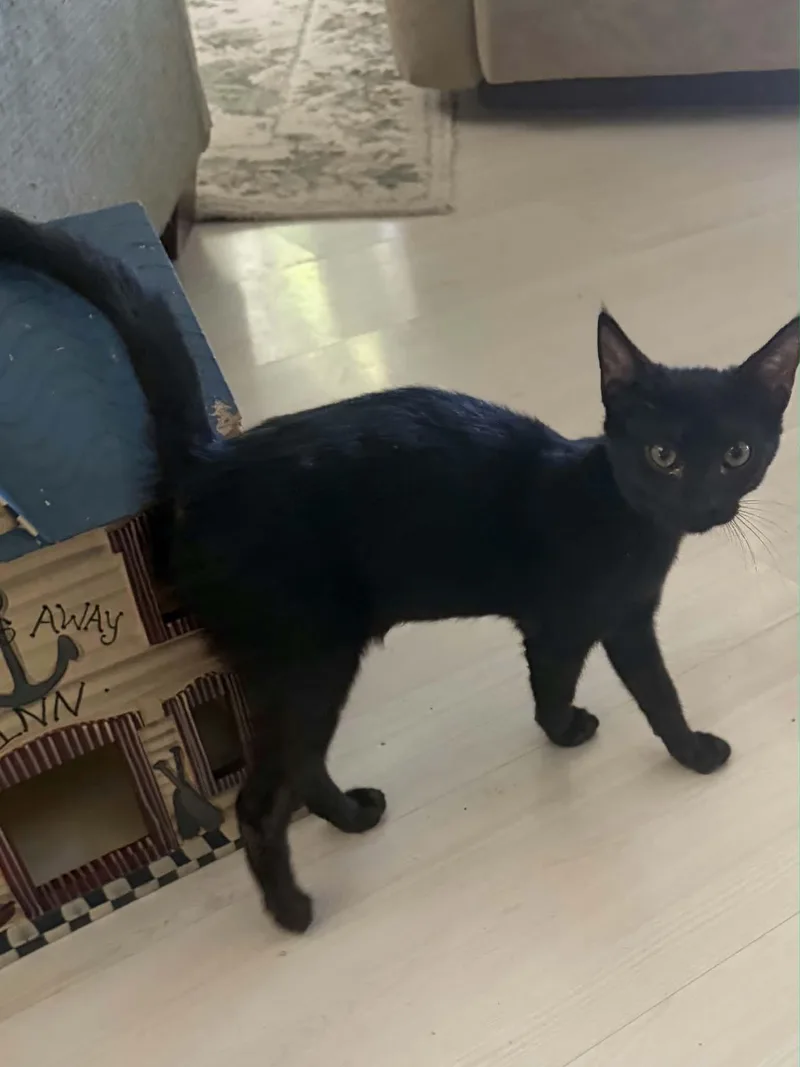 A baby small-sized female Black Domestic Short Hair cat named Dilly for adoption in Parlier, CA