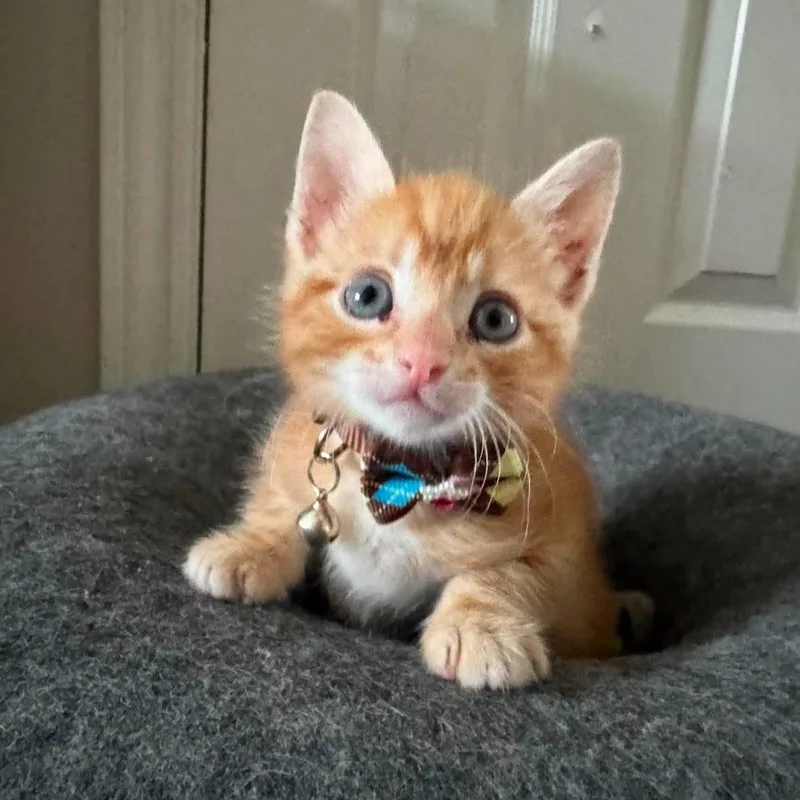 A baby medium-sized male Tabby (Orange / Red) Domestic Short Hair cat named Sherbet for adoption in Caldwell, TX