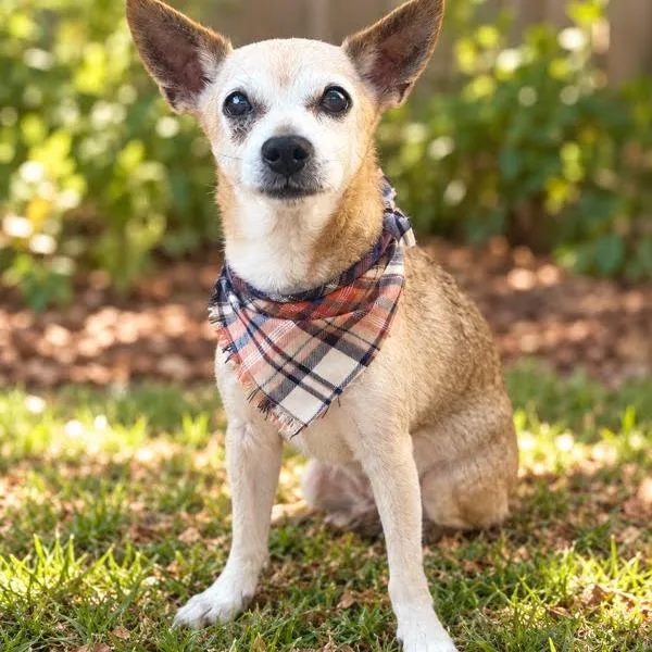 An adult small-sized male Chihuahua dog named Campbell for adoption in Matteson, IL