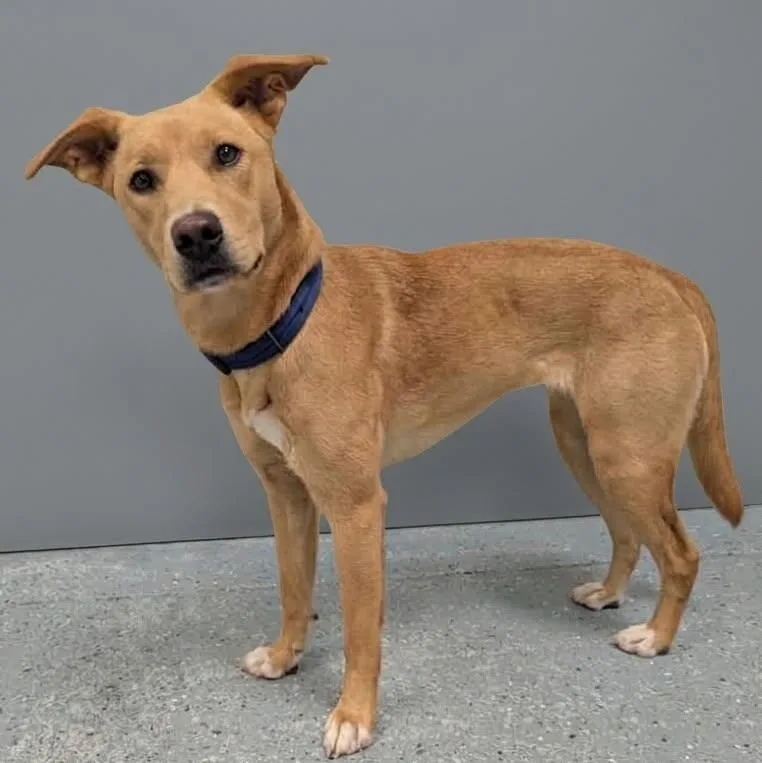 An adult medium-sized female Mixed Breed dog named Enola for adoption in Yankton, SD
