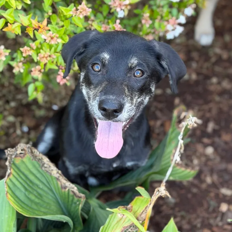 A baby medium-sized female Black Mixed Breed dog named Sundance for adoption in Brownsboro, AL