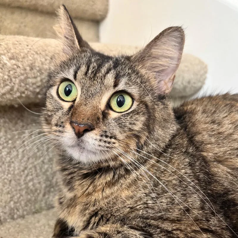 Marigold thumbnail 2