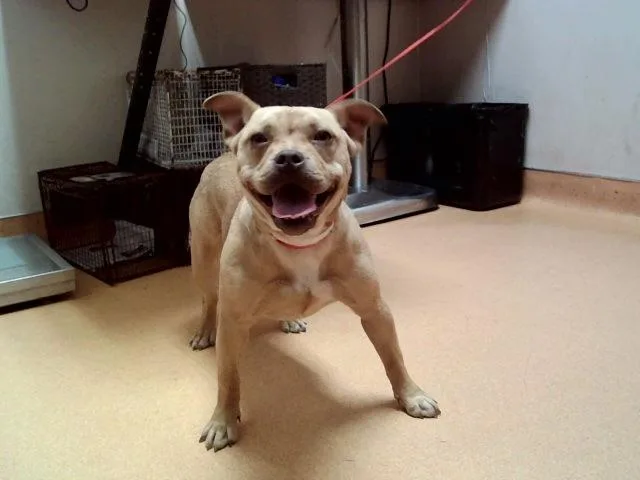 A young medium-sized female Pit Bull Terrier dog named Twinkie for adoption in Martinez, CA