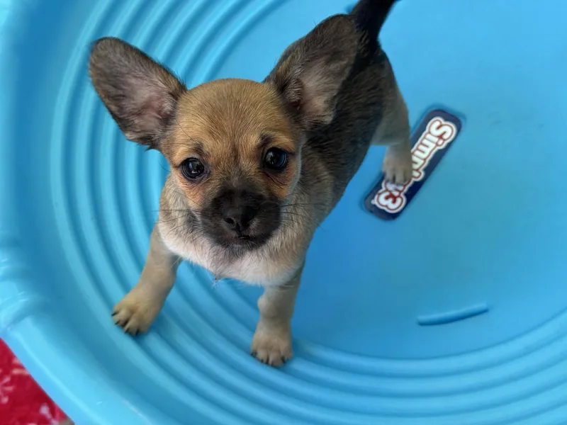 A baby small-sized female Yellow / Tan / Blond / Fawn Chihuahua dog named Peg for adoption in Shingle Springs, CA