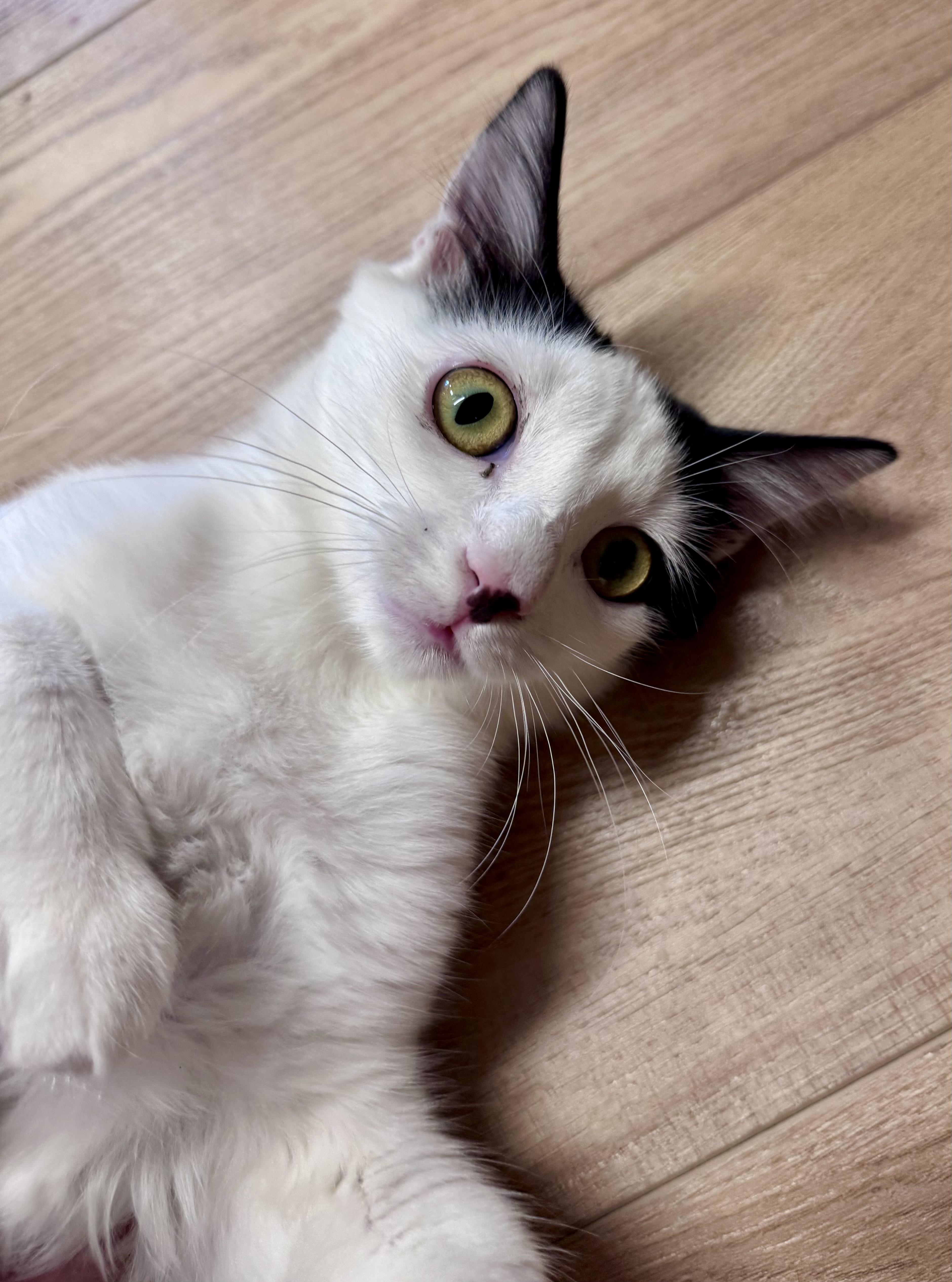Duchess