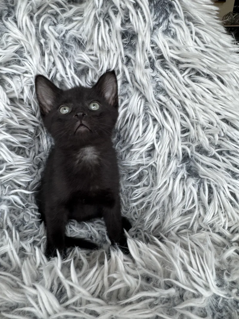 A baby medium-sized female Black Domestic Short Hair cat named Niko for adoption in Ephrata, WA