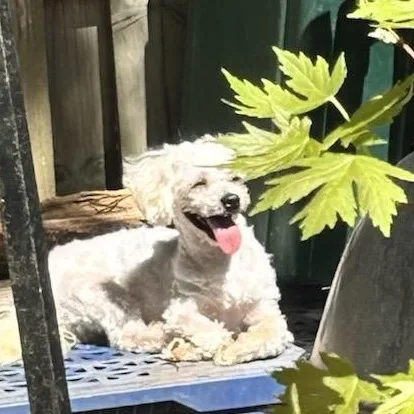 Gorgeous Ginny thumbnail 3