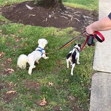 Gorgeous Ginny thumbnail 4