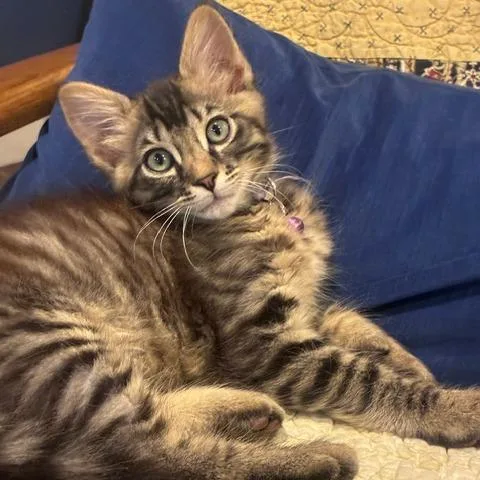 A baby small-sized male Brown / Chocolate Domestic Medium Hair cat named Skye for adoption in Houston, TX