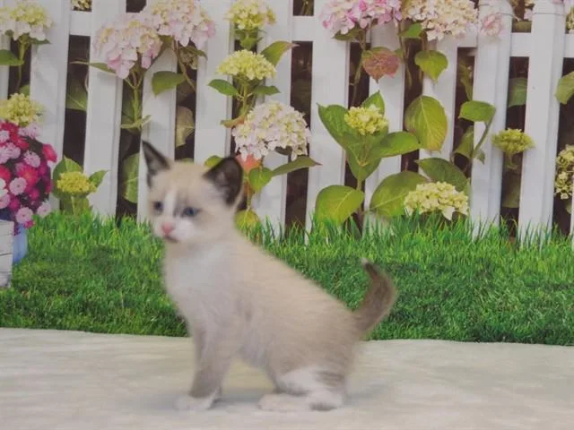 A baby small-sized male Siamese cat named Pip for adoption in Oroville, CA
