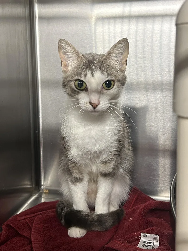 A young small-sized female Gray & White Domestic Short Hair cat named Alaska for adoption in North East, MD