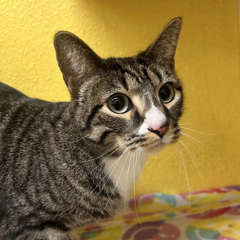 An adult large-sized male Brown / Chocolate Domestic Short Hair cat named Aspen for adoption in Fresno, CA