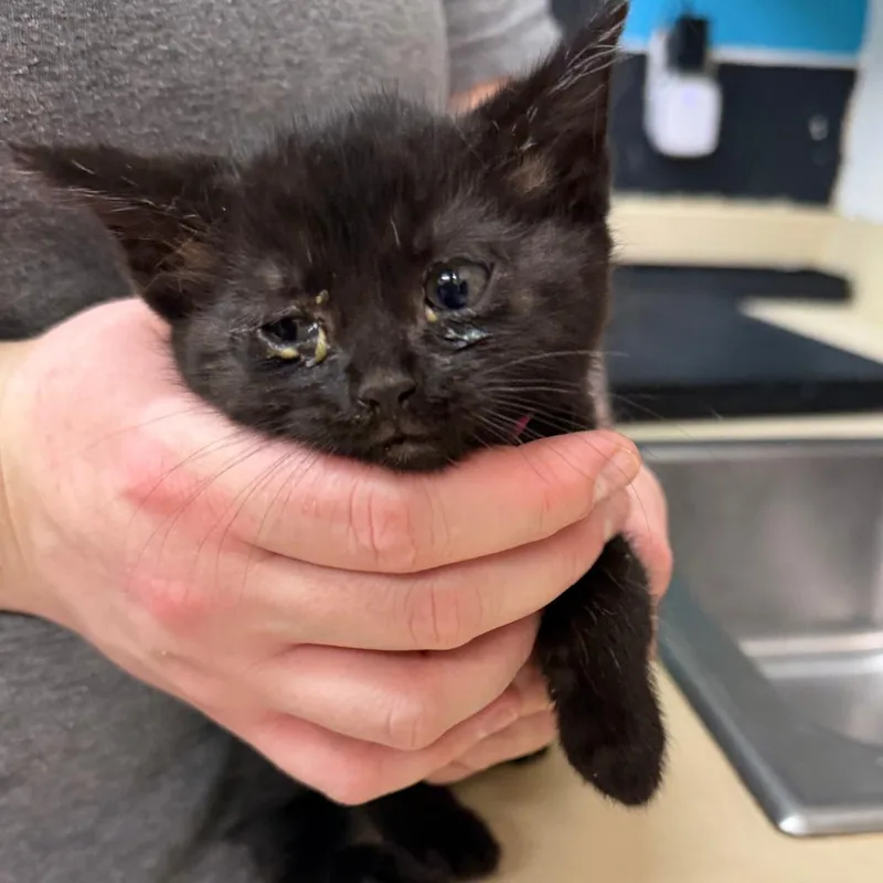 A baby small-sized female Black Domestic Short Hair cat named Sizzle for adoption in Ardmore, OK