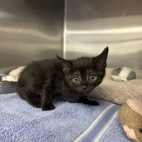 A baby small-sized female Black Domestic Short Hair cat named Storm for adoption in Indianapolis, IN