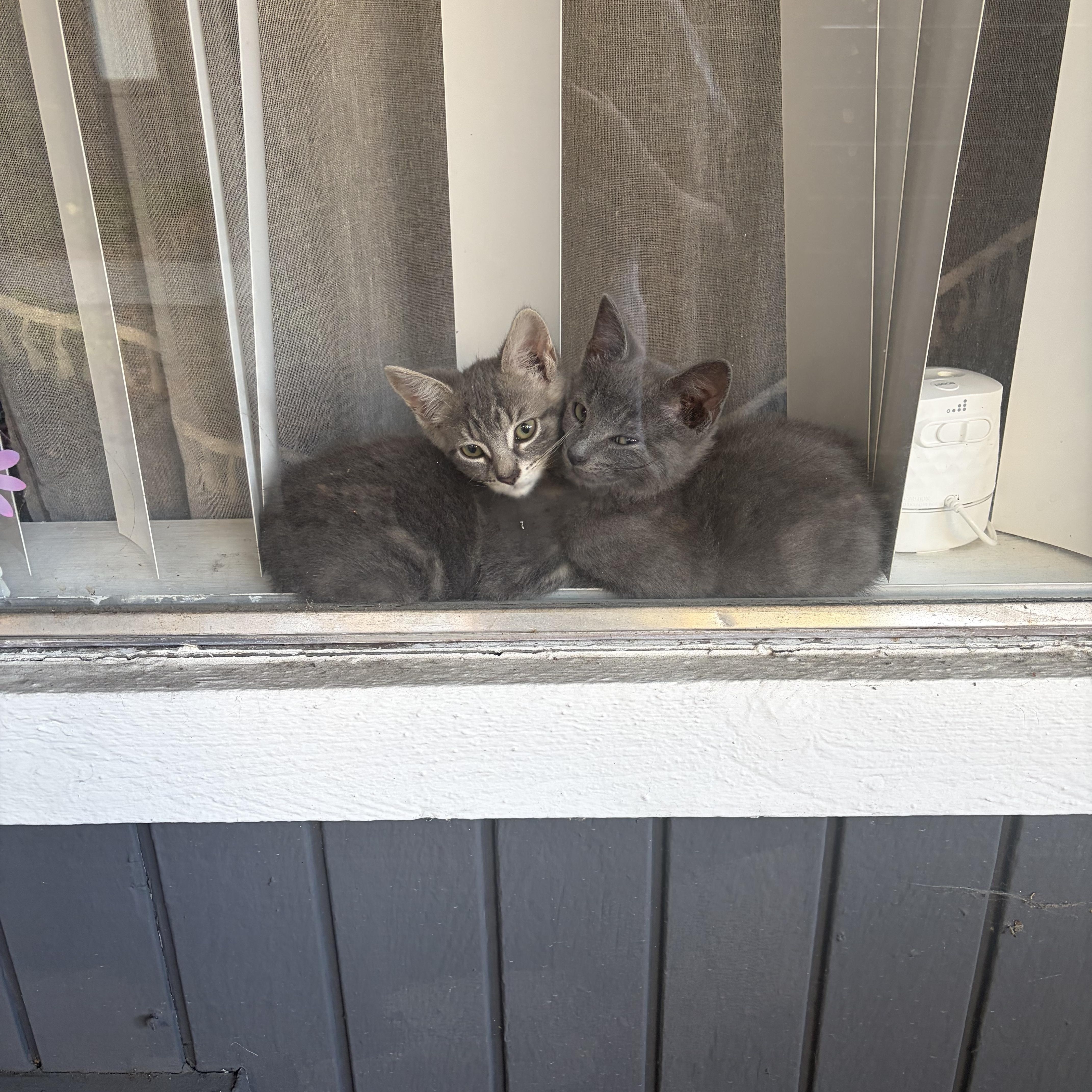 A baby small-sized male Domestic Medium Hair cat named Thing for adoption in Hayward, CA