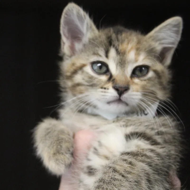 A baby small-sized female Torbie Domestic Short Hair cat named Jolie for adoption in Hattiesburg, MS