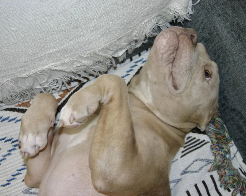 A young medium-sized male Yellow / Tan / Blond / Fawn Pit Bull Terrier dog named Biscuit for adoption in Tallahassee, FL