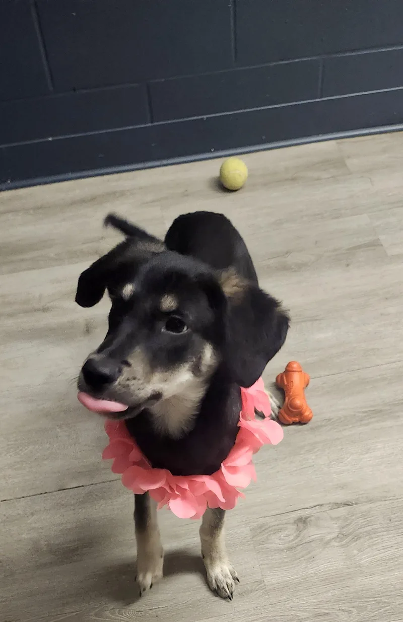 A baby medium-sized female German Shepherd Dog dog named Squish for adoption in Mansfield, OH