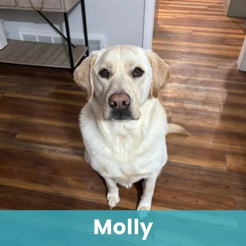 An adult large-sized female Labrador Retriever dog named Molly for adoption in Rochester , NY