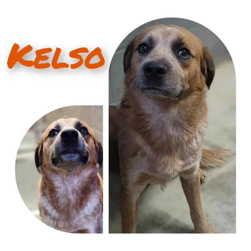 Kelso thumbnail 2