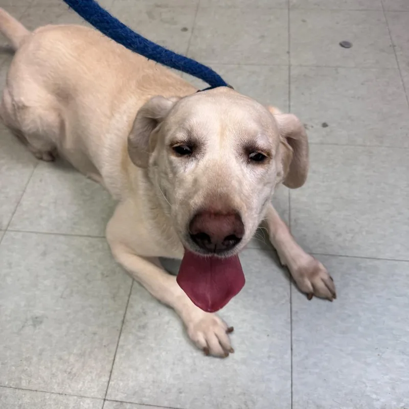 An adult large-sized female White / Cream Yellow Labrador Retriever dog named Penelope for adoption in Philadelphia, PA