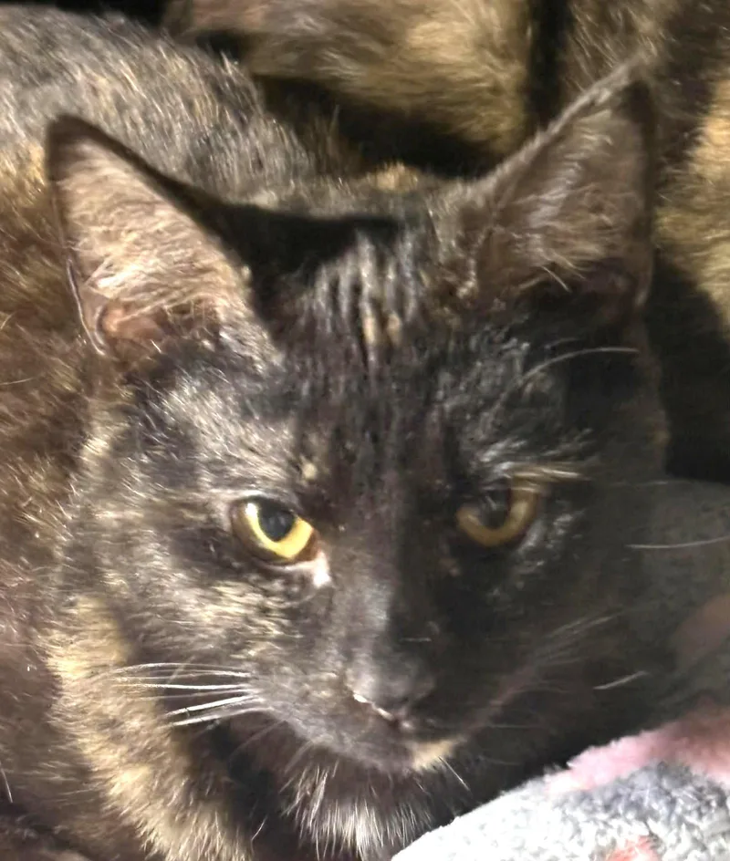 A young medium-sized female Domestic Short Hair cat named Chive for adoption in Dalzell, IL