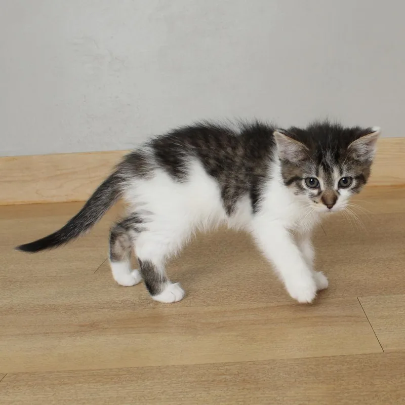 A baby small-sized male Brown / Chocolate Domestic Short Hair cat named Hershey C for adoption in Minnetonka, MN