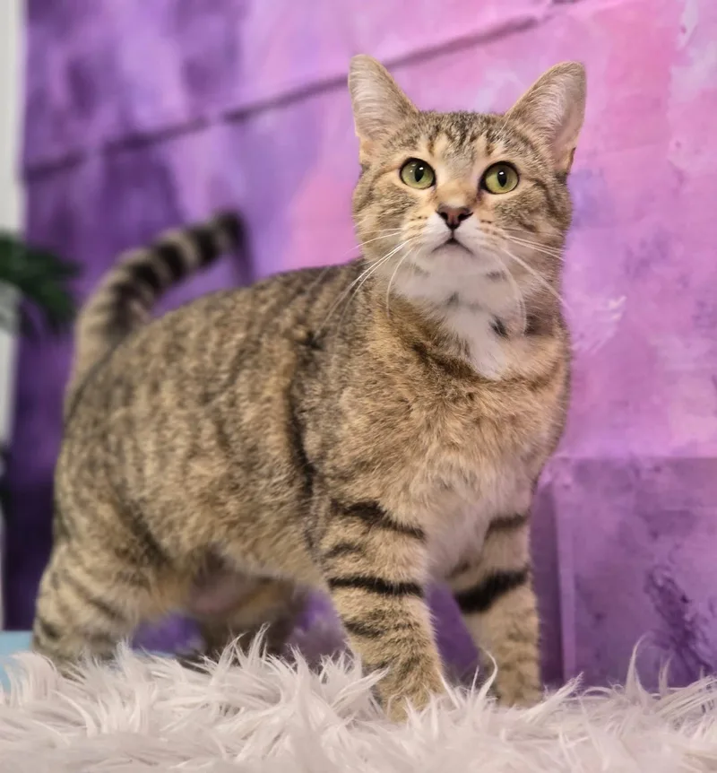 A young medium-sized female Tabby (Buff / Tan / Fawn) Domestic Short Hair cat named Dewdrop for adoption in Effingham, IL