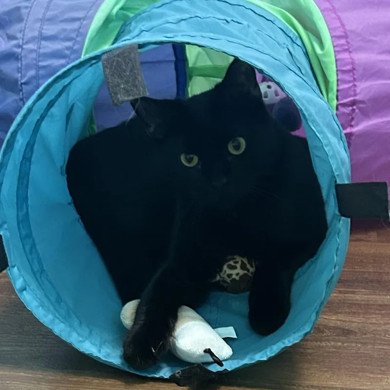 A young medium-sized female Black Domestic Short Hair cat named Alibi for adoption in Port Richey, FL