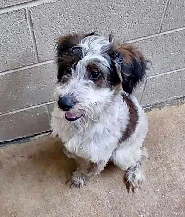 A baby large-sized male Australian Shepherd dog named Lucky  Ac  for adoption in Greeneville, TN