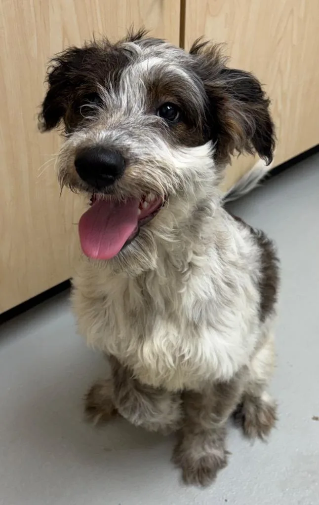 Lucky  Ac  thumbnail 2