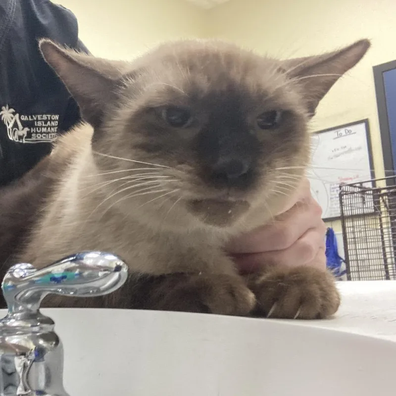 An adult large-sized male Domestic Short Hair cat named James Brown for adoption in Galveston, TX