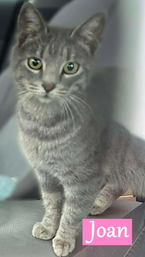 Joan