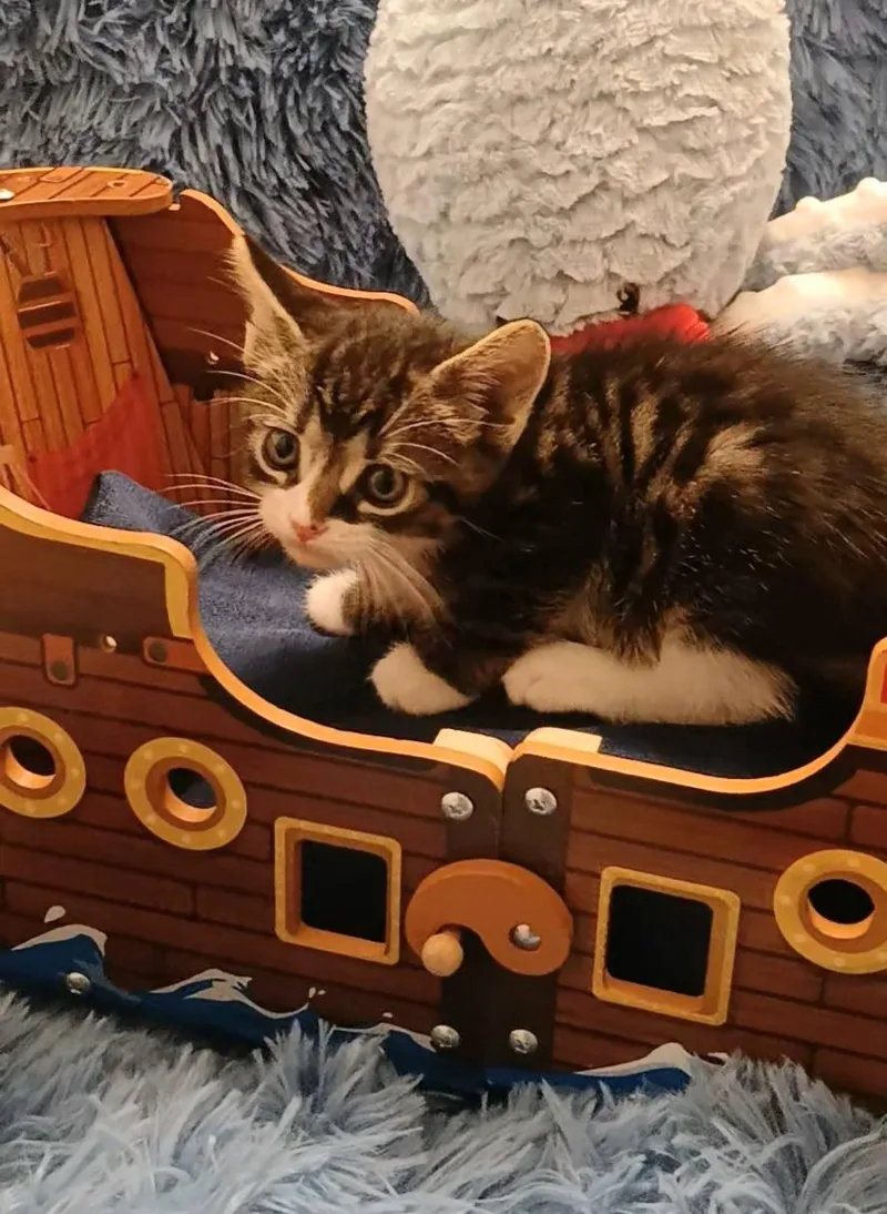 A baby small-sized male Tabby (Buff / Tan / Fawn) Tabby cat named Maki for adoption in HUNTINGTON BEACH, CA
