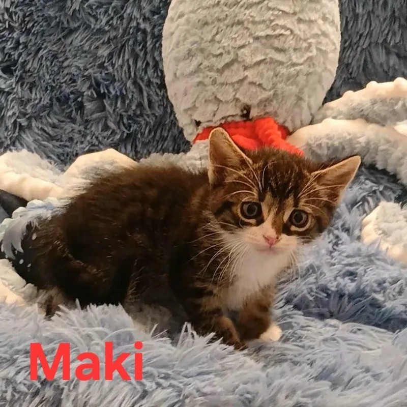 Maki thumbnail 5