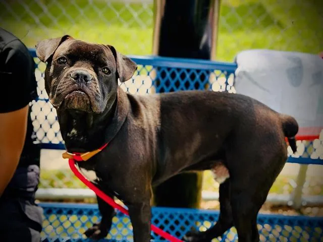 A young medium-sized male Pug dog named Scrappy for adoption in Orlando, FL