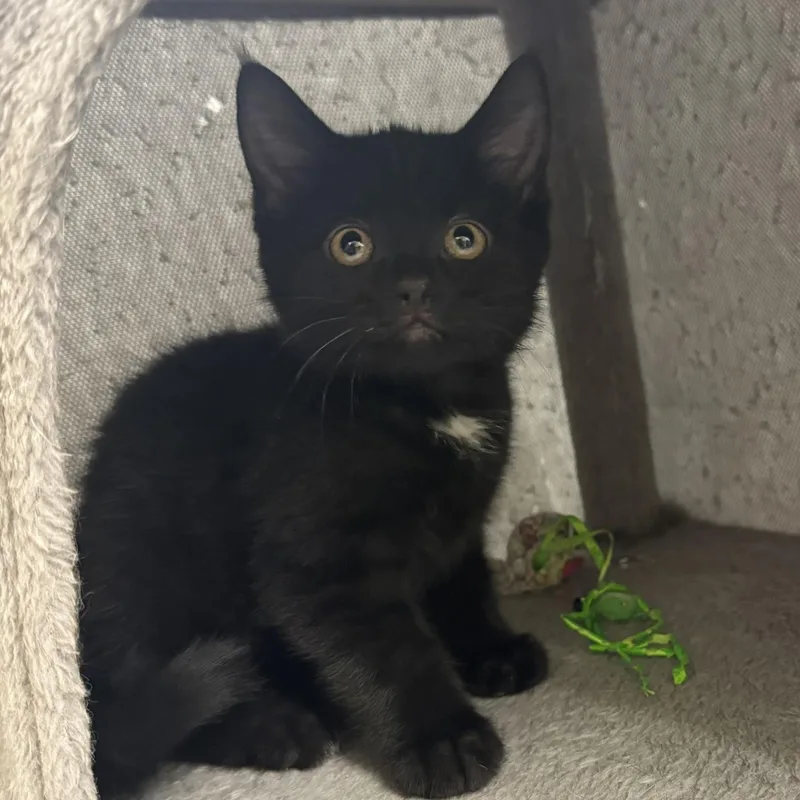 A baby medium-sized male Black Domestic Short Hair cat named Jedi for adoption in Ulster, PA