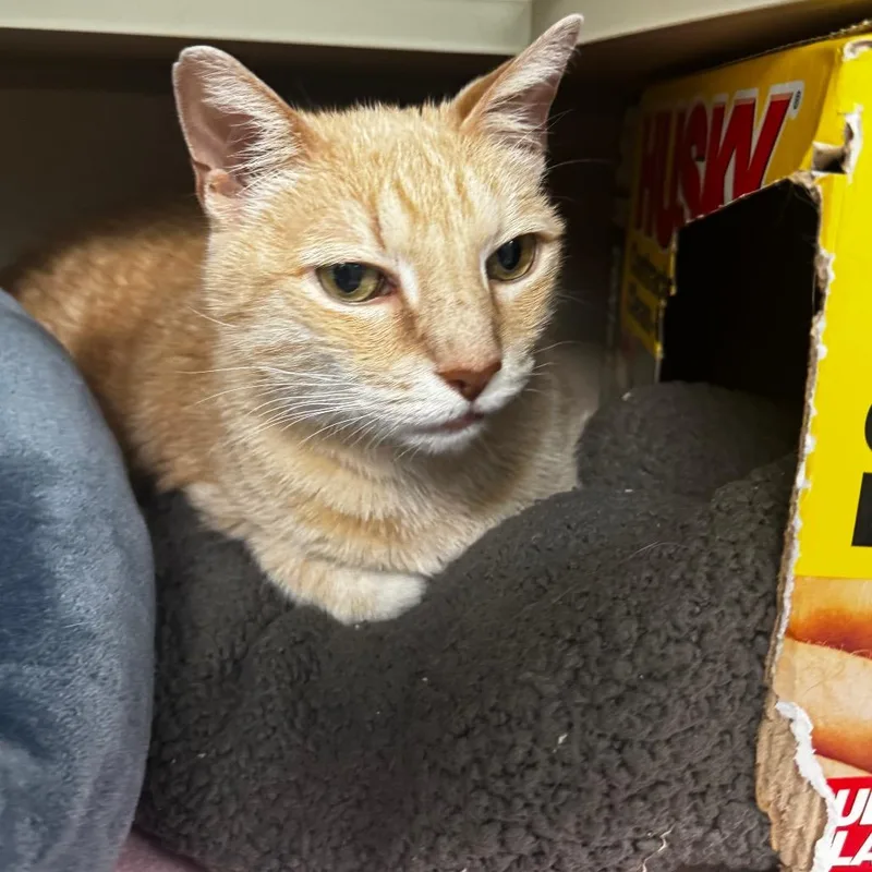 A senior large-sized male Buff / Tan / Fawn Domestic Short Hair cat named Scarletto for adoption in Wheeling, IL