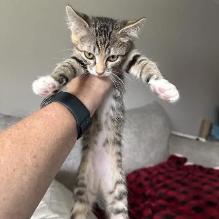 A baby small-sized female Domestic Short Hair cat named Minni Meow Meow for adoption in Hannibal, MO