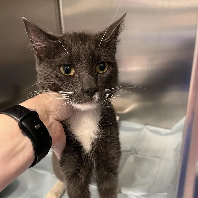 An adult medium-sized male Gray / Blue / Silver Domestic Short Hair cat named Cherry Garcia for adoption in Greensboro, NC