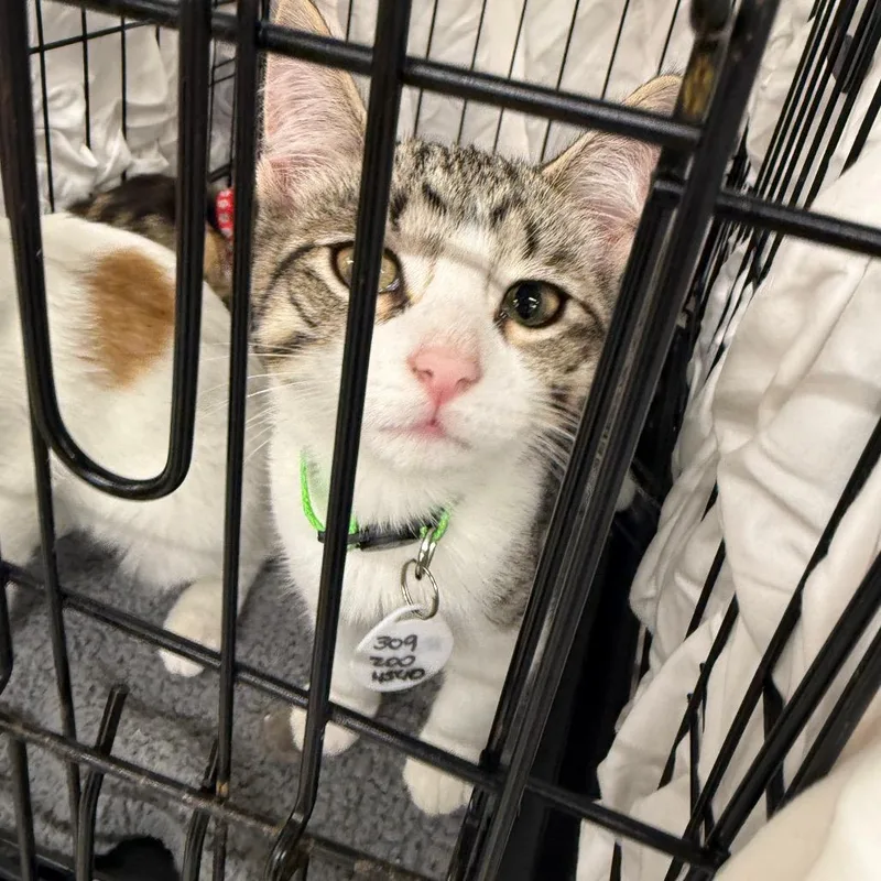 A baby small-sized male White Domestic Short Hair cat named Rolf for adoption in Normal, IL